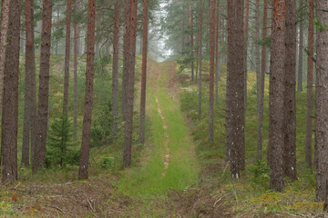 Obraz premium Forest fire safety sign in a pine forest on a foggy morning