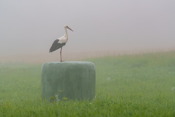 A stork stands on one leg on a foggy morning © talavietis