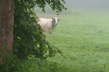 A farmer's cow for his family's consumption in rural Latvia © talavietis