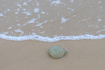 Jellyfish on wet sandy beach near foamy sea water edge with soft natural light and calm atmosphere