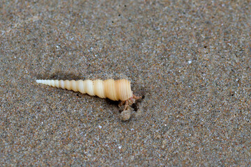 Small hermit crab with long spiral shell crawls on wet sandy beach, showing natural texture and subtle colors in calm coastal environment