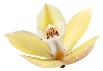 Yellow phalaenopsis flower or moth orchid flower on white background. Cut out PNG file. © volff