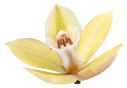 Yellow phalaenopsis flower or moth orchid flower on white background. Cut out PNG file.