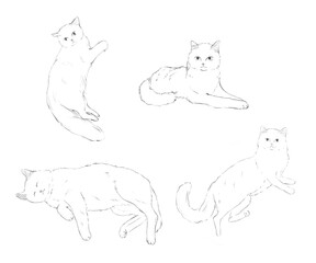 cat bundles png