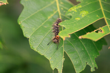 Hairy Caterpillar on a Green Leaf