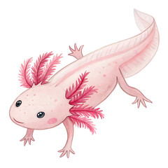 Detailed watercolor clipart of a single axolotl, the cute and unusual Mexican walking fish in soft pink tones isolated on white.