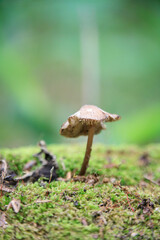Small Mushroom Growing on a Mossy Log