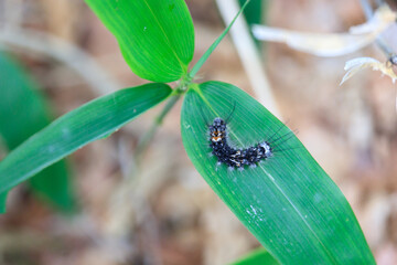 Fuzzy Wanderer: Hairy Caterpillar with Orange Markings Resting on Green Leaf in Natural Habitat