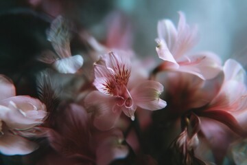 Fototapeta premium Closeup pink flowers soft focus