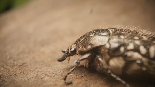 Close-up of the white-spotted rose beetle (Oxythyrea funesta). Static shot. 
