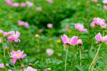 Obraz premium 初夏に咲くピンク色の芍薬の花畑