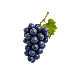 Fototapeta premium Individual grape cluster on vine nature setting food photography close-up view freshness concept