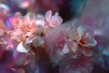 Fototapeta premium Soft pink and white blossoms closeup