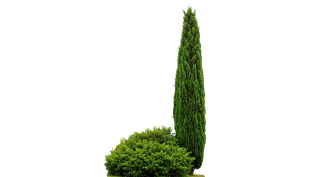 Cypress tree with green bush, landscape design element isolated PNG with Transparent Background