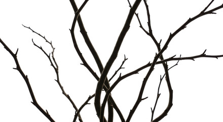 Twisted bare branches for spooky Halloween or winter design isolated PNG with Transparent Background