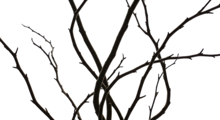 Twisted bare branches for spooky Halloween or winter design isolated PNG with Transparent Background