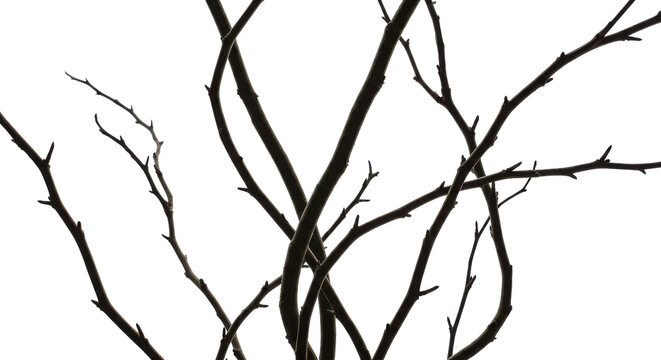 Twisted bare branches for spooky Halloween or winter design isolated PNG with Transparent Background