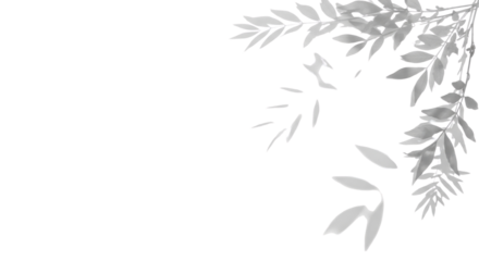 Elegant branch with leaves for commercial use isolated PNG with Transparent Background