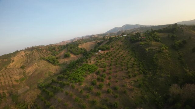 View of a tamarind plantation on the hills of Loei Province, Thailand