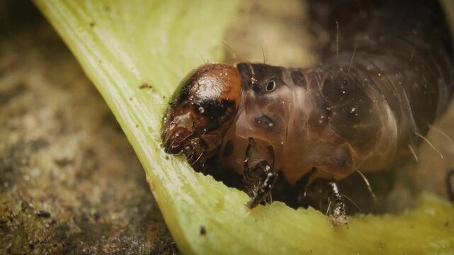 Larva of Eupsilia transversa, known as the satellite, a moth in the family Noctuidae, feeding.