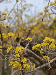 The End of Winter. A cute little yellow flower that marks the beginning of spring