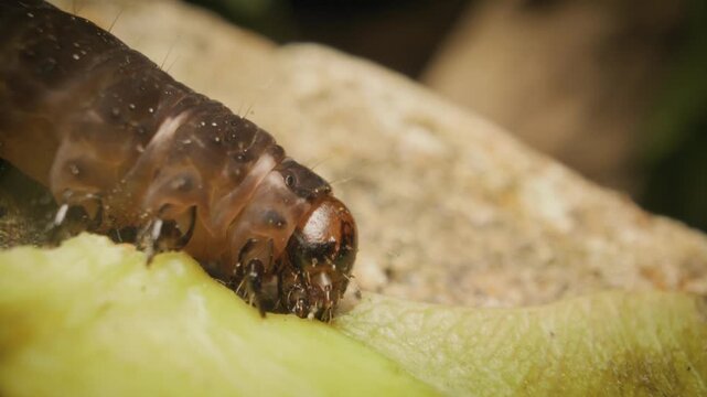 Larva of Eupsilia transversa, known as the satellite, a moth in the family Noctuidae, feeding.
