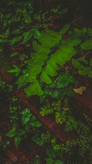 A serene close-up of Adiantum trapeziforme (diamond maidenhair fern) frond with glistening droplets, emerald green against a moody dark background