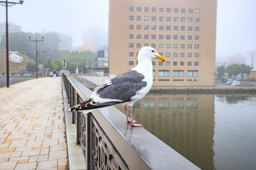 Seagull Perched on a Bridge Railing in a Foggy Kushiro Environment, Hokkaido