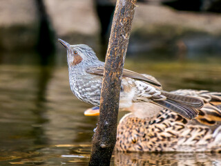 水辺のヒヨドリ