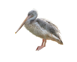 Great Gray Pelican (Pelecanus onocrotalus) on white background. Great Gray pelican isolated on a white background, ideal for birdwatching, wetland, and wildlife-themed projects