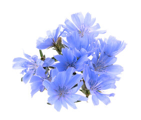A delicate Cichorium flower blooms with soft, overlapping petals, showcasing the intricate details...