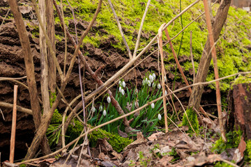 The first snowdrops bloom in Februaryin the Forest in Siebenbrunn