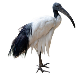 The African Sacred Ibis (Threskiornis aethiopicus) is a distinctive wading bird known for its striking black and white plumage and long, curved beak. Commonly found in wetlands across Africa, it holds