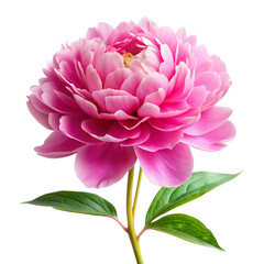 Beautiful Pink Peony Flower on Transparent Background with Green Leaves and Stem Isolated