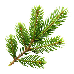 Obraz premium Fresh Green Spruce Branch with Needles on Transparent Background for Winter Holiday Designs