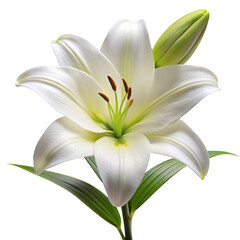 Fototapeta premium Elegant White Lily Bloom with Bud on Transparent Background, Isolated Floral