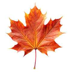 Obraz premium Isolated Autumn Maple Leaf with Red and Orange Colors on Transparent Background