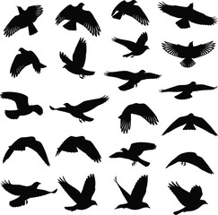 Flying bird silhouettes, various poses, black crow and raven shapes, vector wildlife illustration, migratory birds, wing spread positions, isolated white background