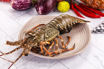 Raw wild fresh spiny lobster