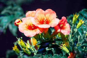 A close up of trumpet vine flower. Beautiful red flowers. Campsis radicans.