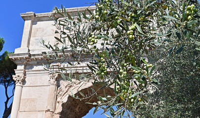 Oliven Baum und Titusbogen, Forum Romanum, Roma, lazio, Italien © zawrat