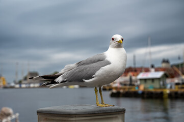 Obraz premium close-up of a seagull at the harbor in Bergen, Norway.