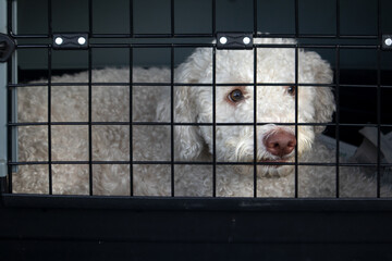 Cane nel trasportino