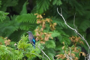 Field Centipede in a public park in Thailand
