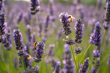Pollinating insects, bees at work in a lavender field