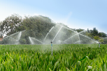 Cornfield irrigation with sprinklers in summer.