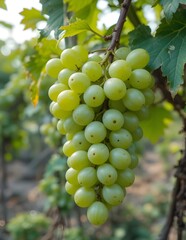 bunch of grapes on vine