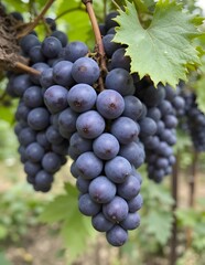 red grapes on vine