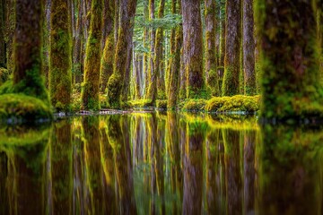 Moss-covered forest trees reflected in a tranquil pool