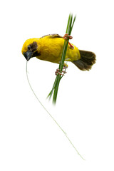Asian Golden Weaver clinging to tall grass, holding a long grass blade in its beak while preparing...